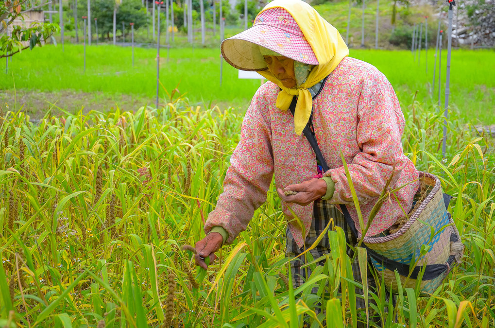 Harvesting foxtail millet (Setaria italica) in Taiwan.