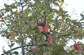 The wild apples in the Tien Shan Mountains represent the main ancestral population for our modern apple. These trees produce large fruits, which are often red when ripe and have a varying array of flavors. These were the ancestors of the trees that people first started to cultivate and spread along the Silk Road.