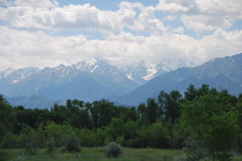 The forests of foothill zones of the western Tien Shan Mountains in Kazakhstan are home to the progenitor of our modern apple tree. Most of these forests are threatened today, due to urban sprawl from the city of Almaty, the cultivation of modern apple trees in the region, and the loss of summer glacial melt.