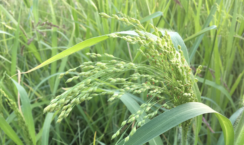 Millet growing in Central Asia.