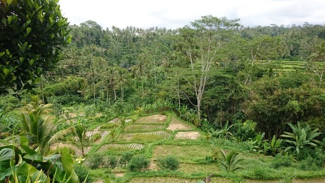 Human transformation of slopes for rice farming, Ubud, Bali.