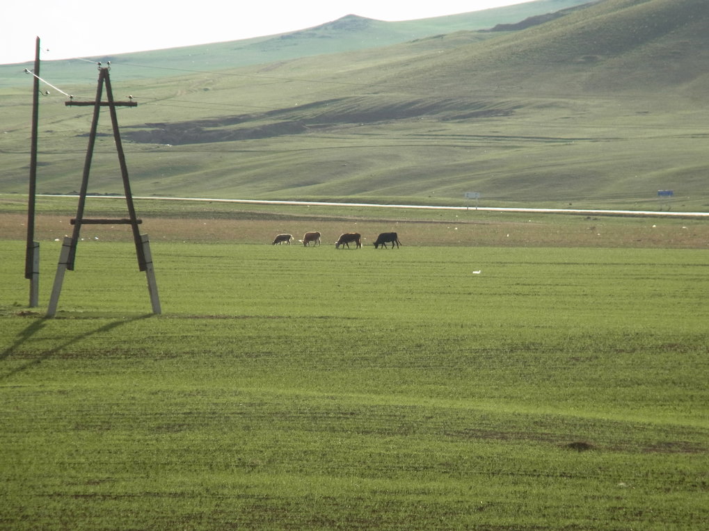 Livestock feeding on agricultural fields in northern Mongolia, Khovsgol Aimag.