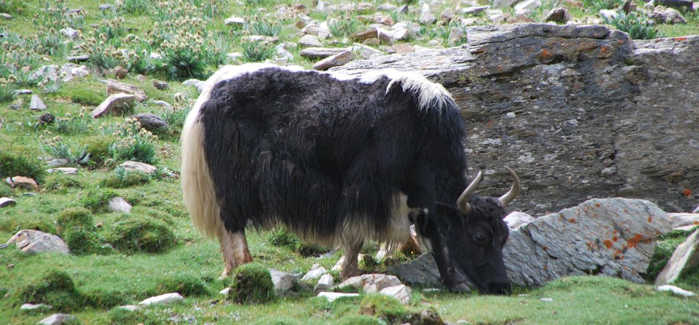 Dieses grasende Yak in der Llasaregion in Tibet übt eine signifikante evolutionäre Kraft auf die Pflanzengemeinschaften in seiner Umgebung aus. Die Weidehaltung von Yaks könnte einer neuen Studie zufolge die Domestikation von Buchweizen im südlichen Himalaya beschleunigt haben.