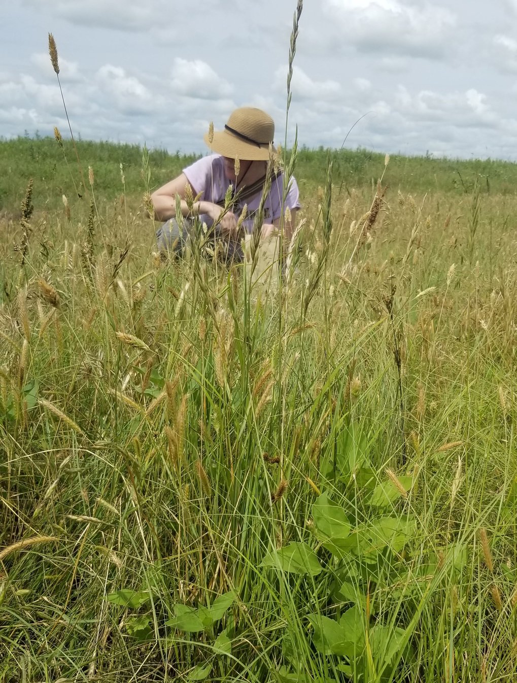 Dr. Natalie Mueller führt botanische Untersuchung auf stark durch Bisons beweideten Feldern in den restaurierten Präriegebieten des amerikanischen Mittleren Westens durch. Sie untersucht die Auswirkungen der starken Beweidung auf die Verbreitung der wilden Vorfahren der nordamerikanischen "lost crops" (verlorene Getreidarten).