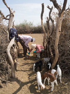 Dung sampling for faecal biomarker analyses from an inhabited Maasai Boma (a settlement consisting of a number of people, livestock and dwellings)