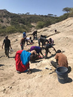 Excavations during the summer 2019 in the Western Oldupai Gorge, where many stone tools and faunal remains were recovered.
