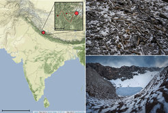 Context of Roopkund Lake. a) Map showing the location of Roopkund Lake. The approximate route of the Nanda Devi Raj Jat pilgrimage relative toRoopkund Lake is shown in the inset. b) Image of disarticulated skeletal elements scattered around the Roopkund Lake site. Photo by Himadri Sinha Roy.c) Image of Roopkund Lake and surrounding mountains. Photo by Atish Waghwase