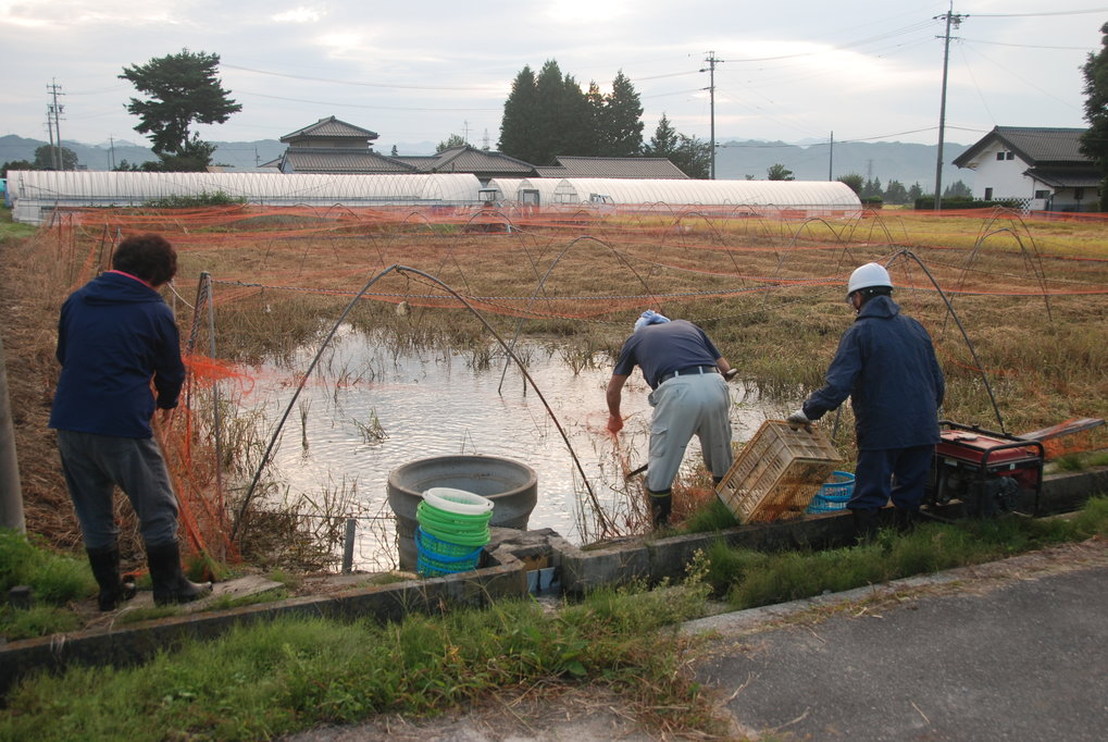 Preparing to drain the field at Matsukawa village, Japan