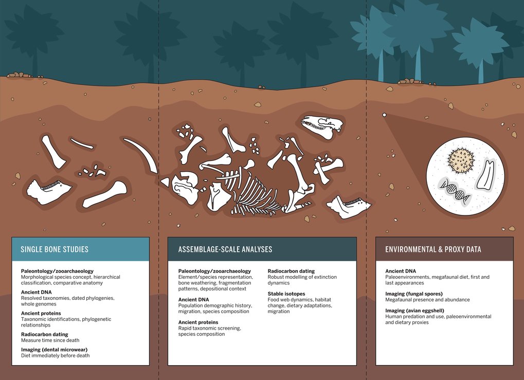 New laboratory methods provide detailed insights into the timing and causes of past megafaunal extinctions.