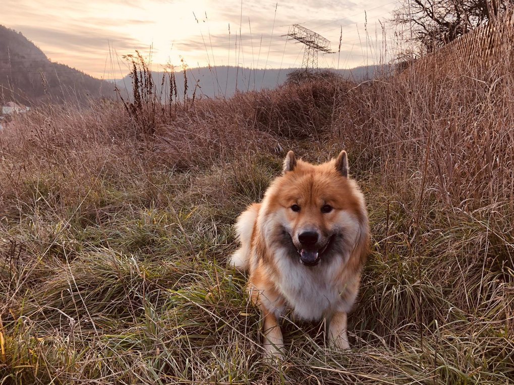 The ability to recognize dog emotions could help minimize confrontation with unfamiliar dogs