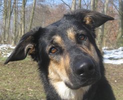 Die Studie nutzte Fotos von Hunden mit wolfsähnlichen Gesichtern und aufrechten Ohren, um zu testen, inwieweit die Studienteilnehmer/-innen in der Lage waren, die Emotionen der Hunde zu erkennen.