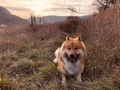 Die Fähigkeit, die Emotionen von Hunden zu erkennen, könnte helfen, die Zahl der negativen Zwischenfälle mit Hunden zu minimieren.