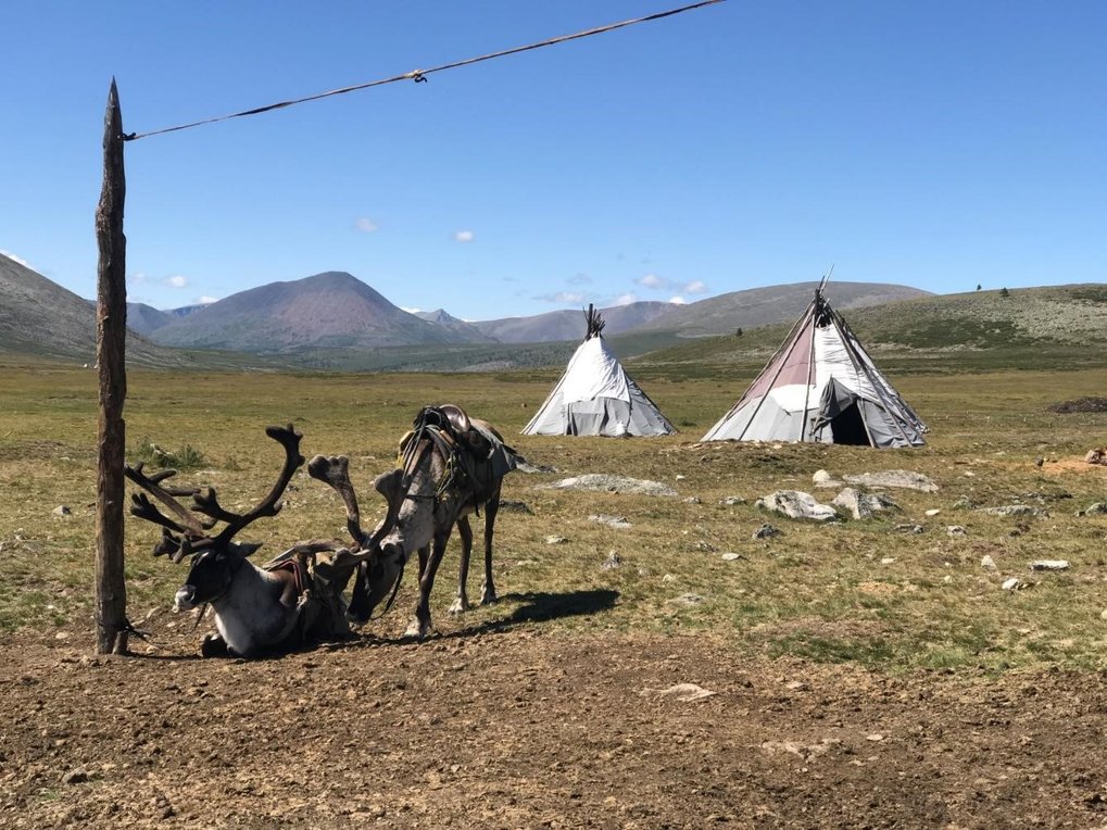 Domestic reindeer saddled for riding outside a Tsaatan summer camp in Khuvsgul province, northern Mongolia.