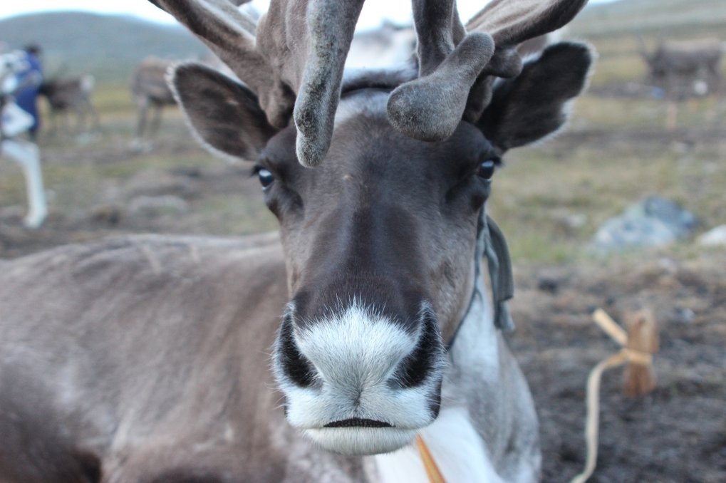 Mongolia's domestic reindeer are increasingly threatened by warming temperatures, which are melting essential snow and ice patches