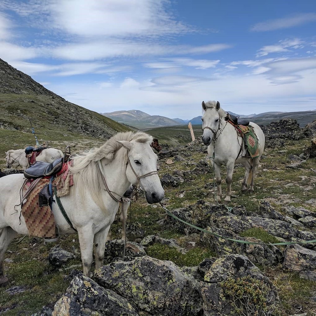 Horses on ice patch survey in northern Mongolia