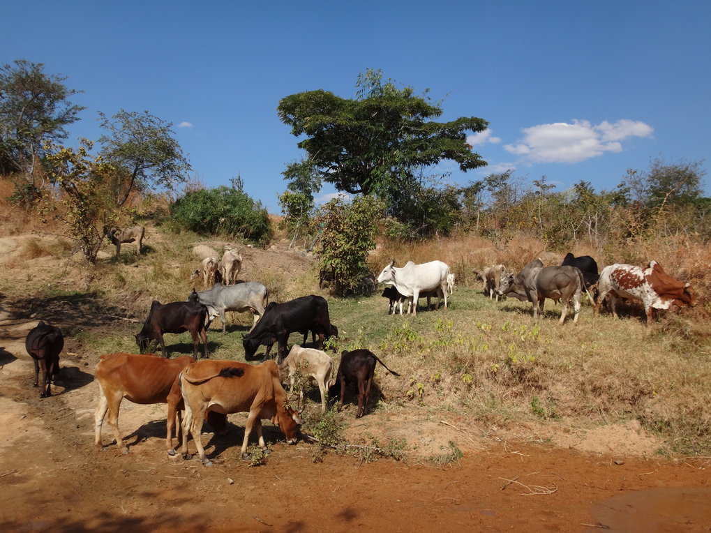 Herd of cattle grazing near Magubike Rockshelter, Tanzania.