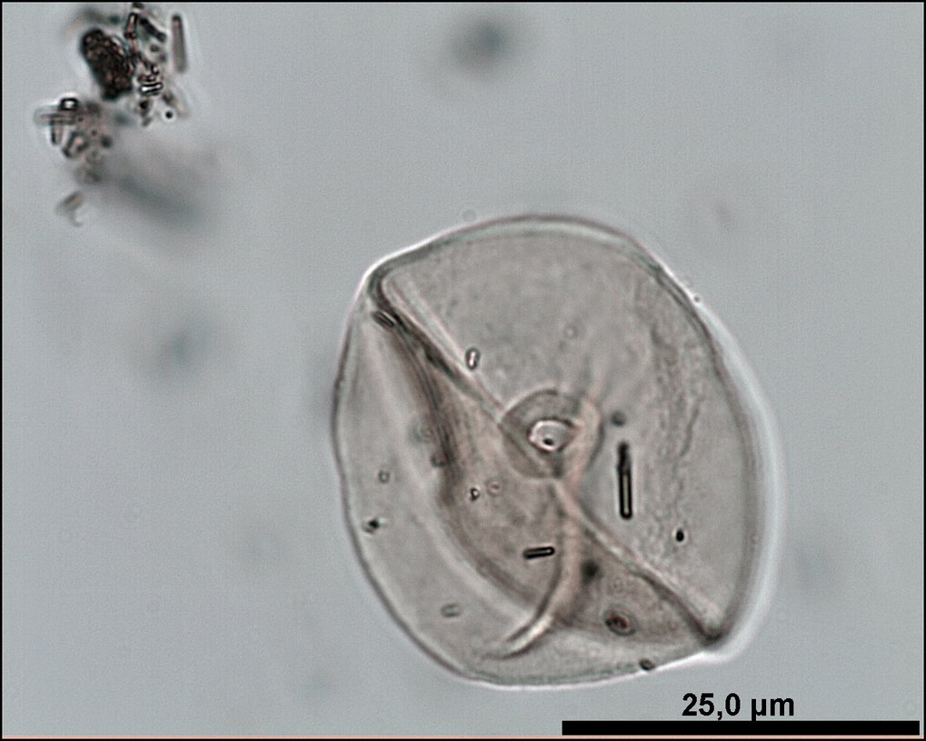 A grain of cereal pollen. Counting pollen from a single site requires identifying tens of thousands of these and similar pollen grains with a powerful microscope. The study relied on data from ca 50 sites.