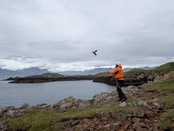 Dr. Norman Ratcliffe is releasing a guillemot after sampling blood for biochemical analysis.