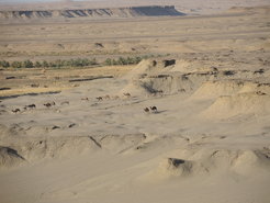 Camel trails in the vicinity of the Oasis of Tayma, northwest Arabia.
