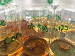 Vial containing modern frankincense and myrrh samples dissolved in methanol