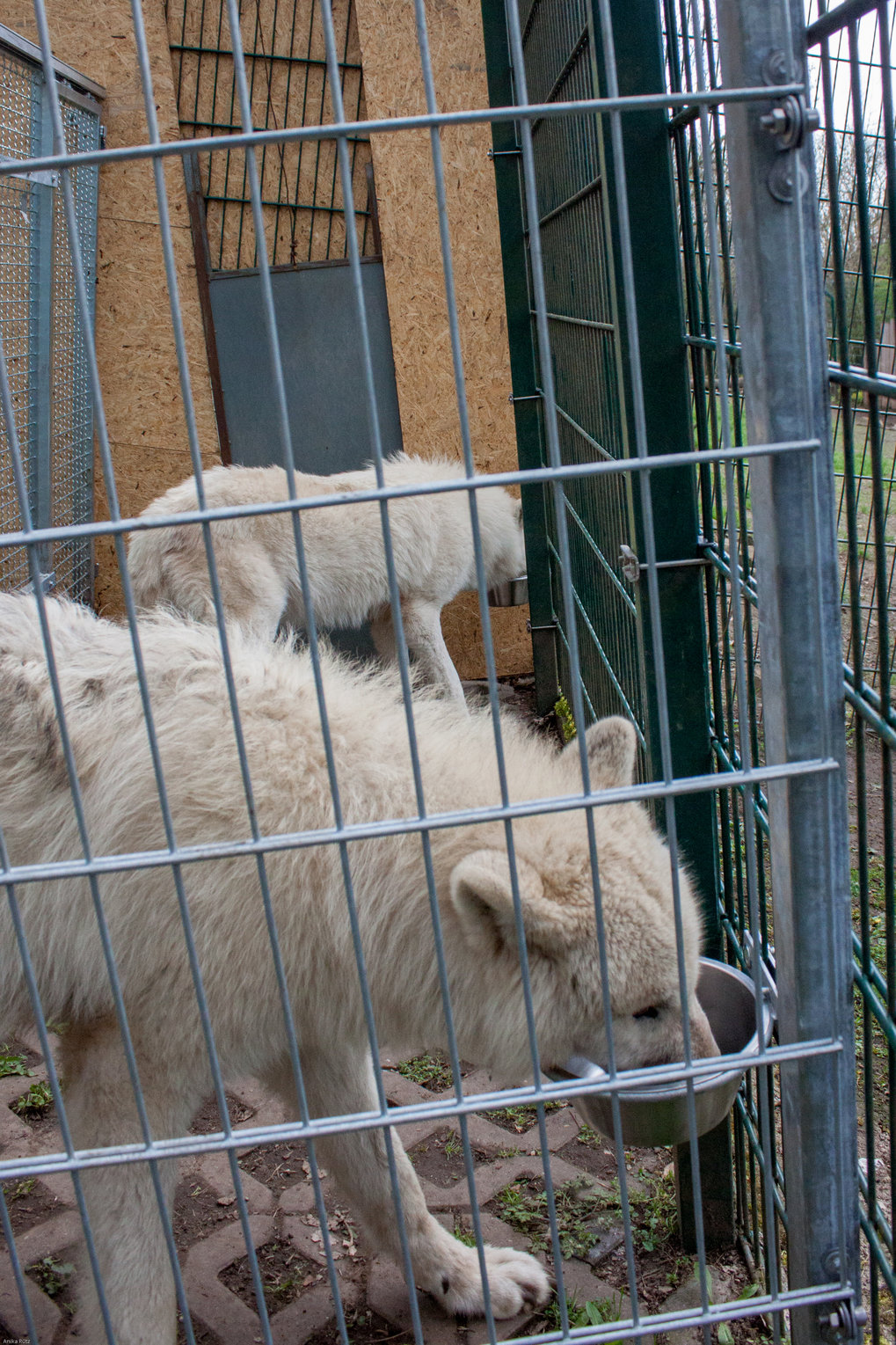 A successful wolf pair sharing their food reward. Pairs shared the food more often when the dominant animal moved first and drew the closed door, allowing the subordinate first access to the food.