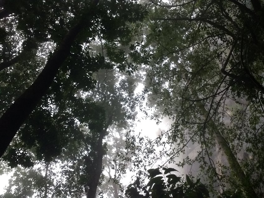 New Evidence for Rainforest Foraging in Sri Lanka ca. 45,000 years ago New Evidence for Rainforest Foraging in Sri Lanka ca. 45,000 years ago