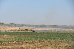 A farmer in Uzbekistan burning the stubble in his field to reduce the weeds and insects before planting a new rotation of crops. The seeds that farmers save to plant for the following year have a strong chance of survival, whereas seeds that are dropped from the plant can be consumed by birds or insects, or killed by winter frosts. Therefore, plants evolved ways to retain their seeds in order to have them collected by humans rather than dispersed on the ground.