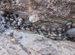 "Phorcus lineatus" at El Mazo beach in Cantabria (Spain).