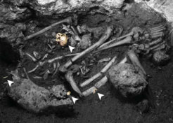 8500-year-old burial in Song Terus (Easten Jaya, Indonesia) with associated leaf monkey skulls and mandibles.