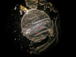 Fotographischer Beweis für kannibalistisches Verhalten; Larven der Mnemiopsis leidyi („Meerwalnuss“) im Innern eines erwachsenen Tieres (neben den roten Pfeilen).