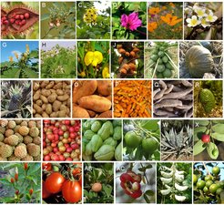 New World plants in the Philippines ca. 16th–18th century introduced through the Galleon Trade.