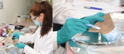 Documentation and sampling of artefacts for biomolecular analyses of plant remains.