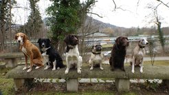 Dog visit at the MPI for Human History. The dog studies at the institute test, among other things, the perception and communicative behavior of family dogs. New participants are always welcome. Regiser at: hundestudien@shh.mpg.de or 03641 686-935