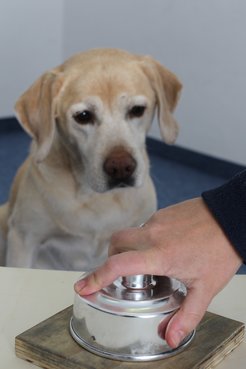 A typical test situation: Does the dog know what is hidden under the lid?