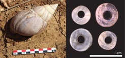 Left: a giant land snail (probable genera Achatina), from Malawi; Right: archaeological land snail shell beads.