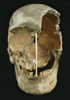 Erste Versuche, den Schädel von Zlatý kůň anhand der Form zu datieren, ergaben ein Alter von mindestens 30.000 Jahren. Das Forschungsteam glaubt nun, dass er sogar mehr als 45.000 Jahren alt sein könnte