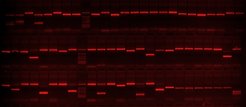 Gel electrophoresis in which the positive lanes pattern can be used to obtained a HLA typing.