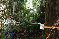 Sampling a Brazil nut tree at Tefe National Forest - Brazil