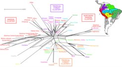 A network showing the relationship between panpipe features in different societies mirrors regional and cultural areas of influence, corresponding to the northern Andes, the southern Andes, and an Amazonian core.