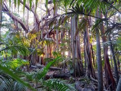 Tropical forests represent some of the most threatened land-based habitats on the planet