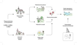 Der Big Data Palaeoecology-Ansatz zur Verifizierung der Mortalität der Pest