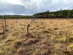 Das Moor von Bagno Kusowo ist eines der am besten erhaltenen baltischen Hochmoore in Nordpolen. Der Standort gibt Aufschluss über die Häufigkeit von Bränden und die Vegetationsänderungen im letzten Jahrtausend.
