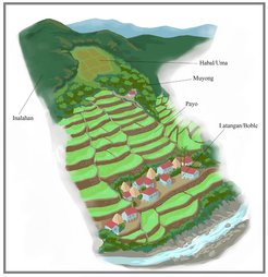 The figure above, published in Findley et al 2022, depicts the crucial elements of Ifugao agriculture and how they are arranged in relation to one another and the settlement. In particular, it is essential muyong are positioned above payo to regulate waterflow and prevent erosion or flooding that could damage crops and terraces.