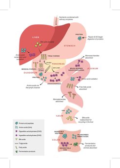 Food proteins are digested and broken down to their constituent building blocks, the amino acids, before they are absorbed in the intestine and transported to the liver. This process affects the stable isotope values of some amino acids, which in return can tell us about hominin nutrition