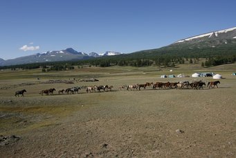 Horses and Gers near Khoton (Syrgal) Lake near the Altai Mountains of Mongolia.