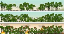 Schematic showing changing fire dynamics following the disruption of Aboriginal burning practices within the rainforests of the Wet Tropics