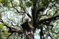 Brazil Nut tree in the Amazon Basin