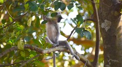 Gray langur monkey in Sri Lanka