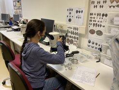 Doktorandin Basira Mir Makhmamad bei bei der Analyse von archäobotanischen Material