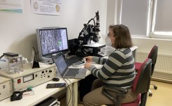 Dr. Madelynn von Baeyer bei der Untersuchung botanischer Fossilien